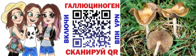 как найти наркотики  hydra рабочий сайт  Галлюциногенные грибы Cubensis  Динская 